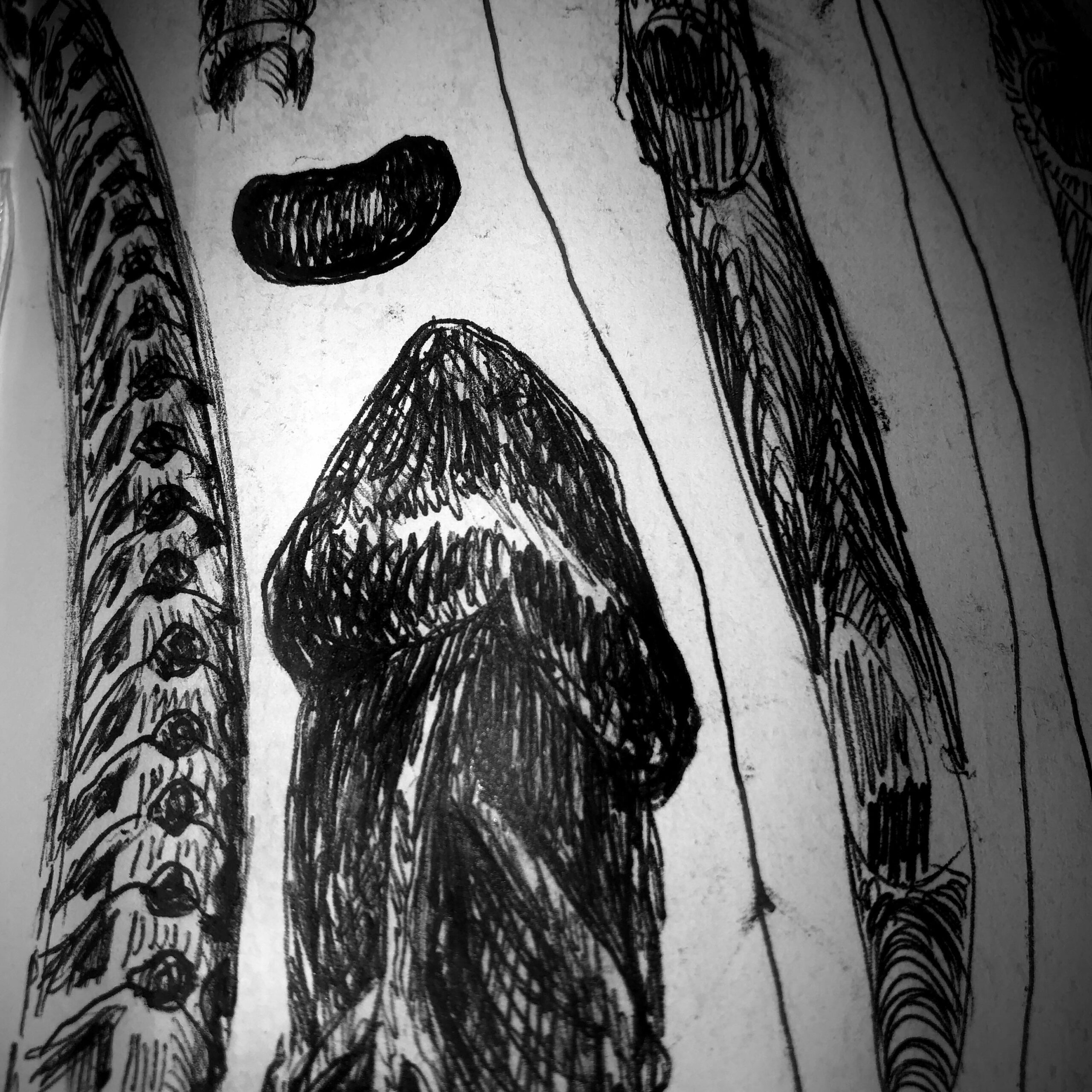 Sexual Organs